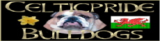 Celtic Pride, English bulldog breeder in UK or England, Great Britain ou Angleterre ou Grande-Bretagne